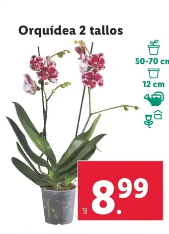 Lidl Orquídea 2 tallos oferta