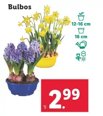 Lidl Bulbos oferta
