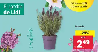 Lidl Lavanda oferta