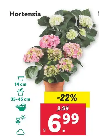 Lidl Hortensia oferta