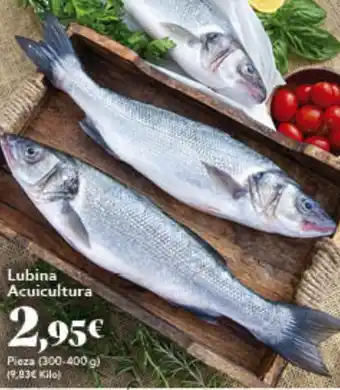 Gadis Lubina Acuicultura oferta