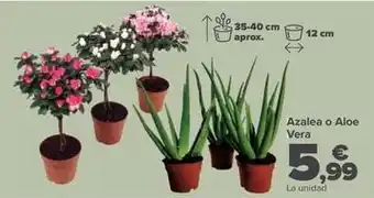 Carrefour Azalea o aloe vera oferta