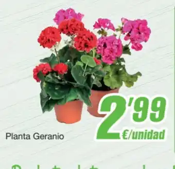 Planta Geranio