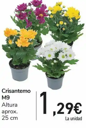 Carrefour Crisantemo m9 oferta