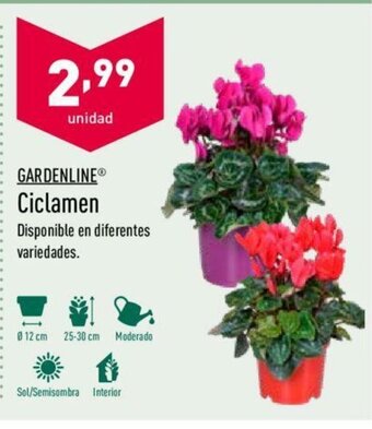 ALDI Gardenline Ciclamen oferta