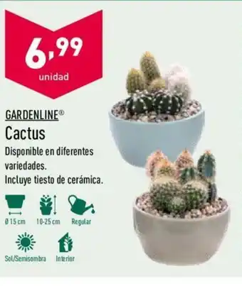 ALDI Gardenline Cactus oferta