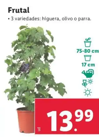 Lidl Frutal oferta
