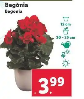 Lidl Begonia oferta