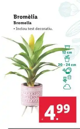 Lidl Bromelia oferta