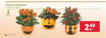 Lidl Planta De Halloween oferta