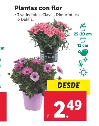 Lidl Plantas con flor oferta