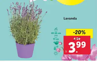 Lidl Lavanda oferta