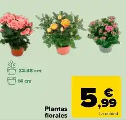 Lidl Scottex - papel higienico original oferta