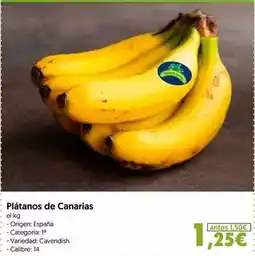 Gadis Calabaza violín entera oferta