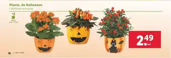 Lidl Planta De Halloween oferta