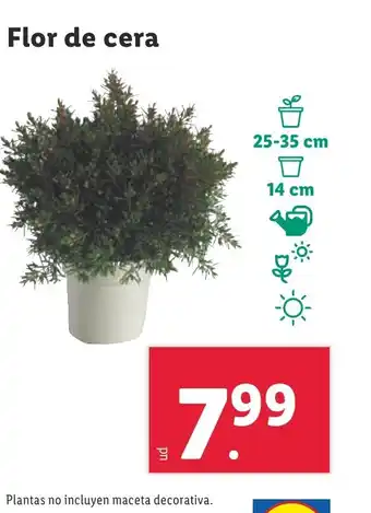 Lidl Flor de cera oferta