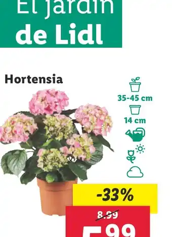 Lidl Hortensia oferta