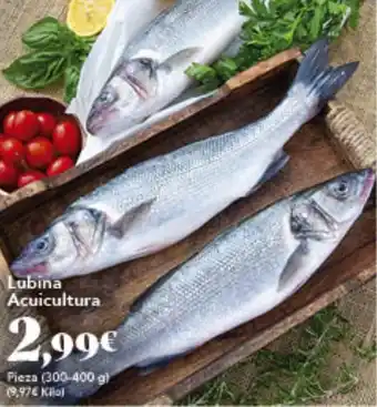 Gadis Lubina Acuicultura oferta