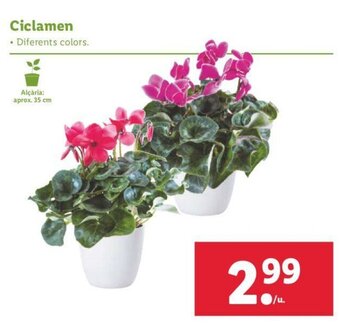 Lidl Ciclamen oferta