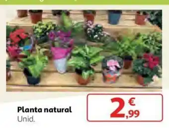 Alcampo Planta natural Unid. oferta