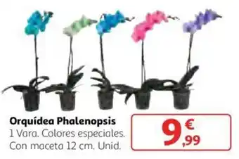 Alcampo Orquídea Phalenopsis 12 cm oferta