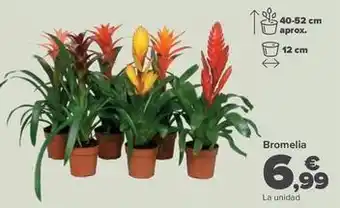 Carrefour Bromelia oferta