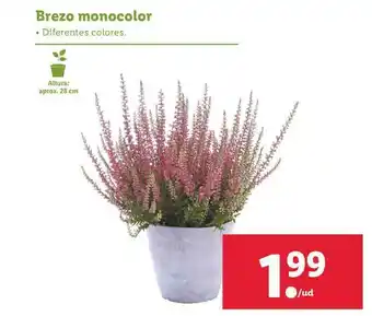 Lidl Brezo Monocolor oferta