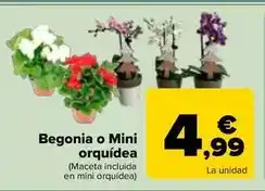 Cash Ifa Cerveza oferta