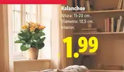E.Leclerc Dodot - toallitas azul oferta