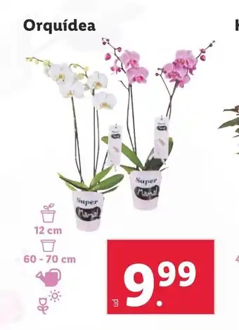 Lidl Orquídea oferta