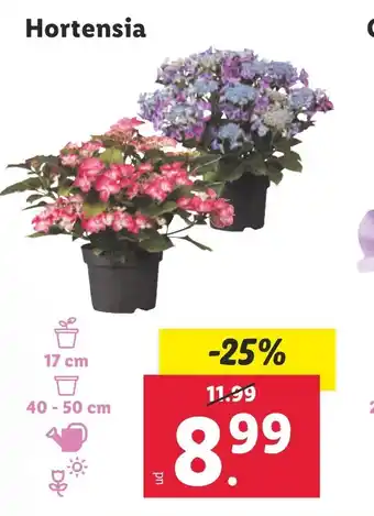 Lidl Hortensia oferta