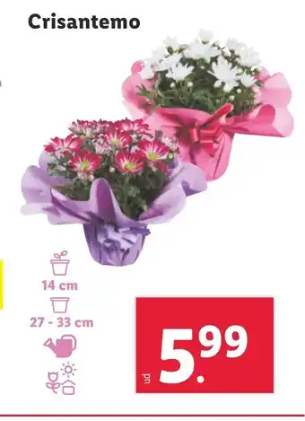 Lidl Crisantemo oferta