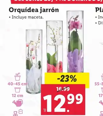 Lidl Orquídea jarrón oferta