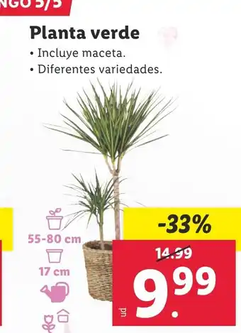 Lidl Planta verde oferta