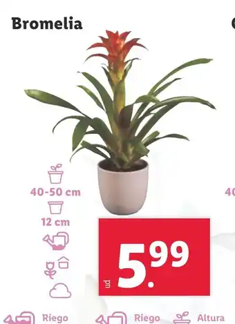 Lidl Bromelia oferta