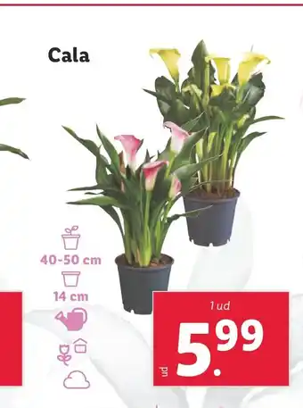 Lidl Cala oferta