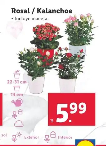 Lidl Rosal / Kalanchoe oferta