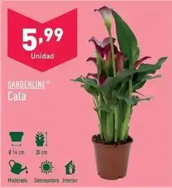 ALDI Gardenline - cala oferta