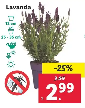 Lidl Lavanda oferta