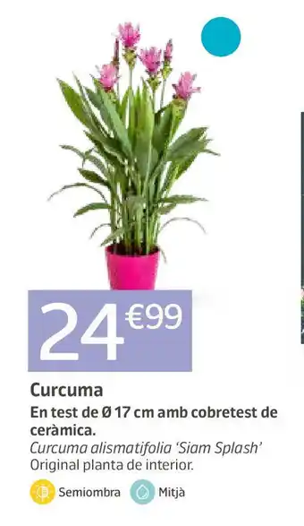 Jardiland Curcuma oferta