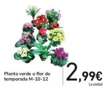 Carrefour Planta verde o flor de temporada M-10-12 oferta