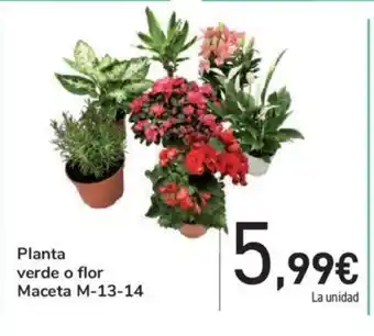 Carrefour Planta verde o flor Maceta M-13-14 oferta