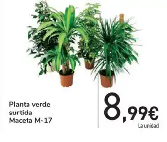 Carrefour Planta verde surtida Maceta M-17 oferta