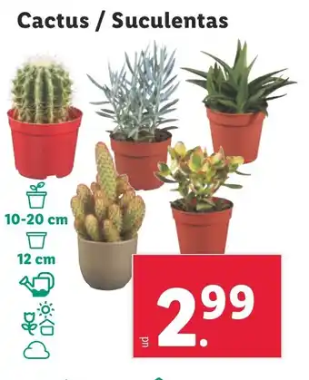 Lidl Cactus / Suculentas oferta