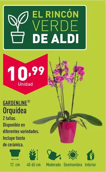 ALDI GARDENLINE® Orquídea oferta