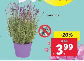 Lidl Lavanda oferta