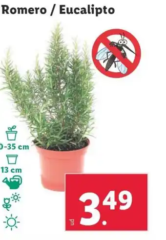 Lidl Romero/Eucalipto oferta