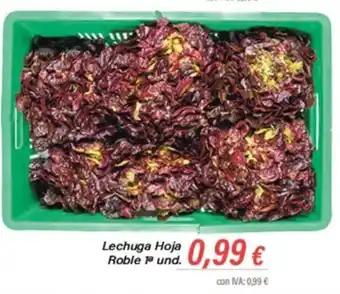 Cash Ifa Lechuga Hoja Roble 1ª und. oferta