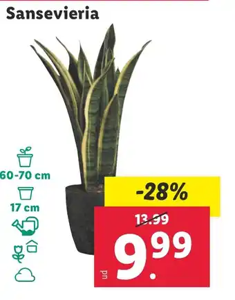 Lidl Sansevieria oferta