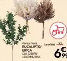SPAR Lanzarote Flor de caña - ron 5 años oferta